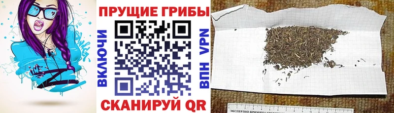 Галлюциногенные грибы Psilocybe магазин продажи наркотиков Кореновск