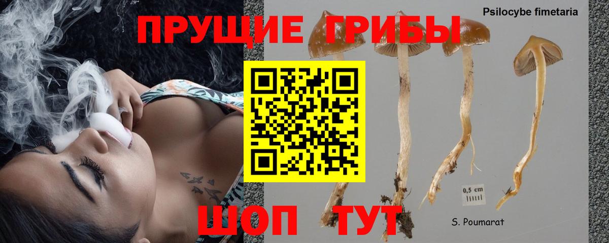 Псилоцибиновые грибы Psilocybe Кореновск